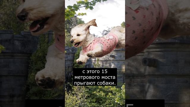 Мост который убивает Собак | Страшилки Шортс смотреть онлайн