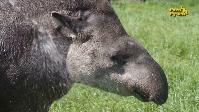 Тапир Валет смотреть онлайн