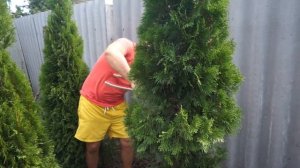 Стрижка спирали из туи! Будни питомника!