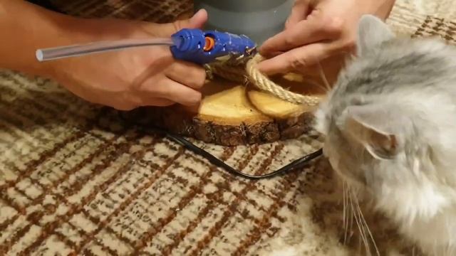 ?Точилка Когтей для КОШКИ Своими Руками! ЛАЙФХАКИ ДЛЯ КОТА смотреть онлайн