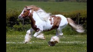 Дина Гарипова Кони   птицы