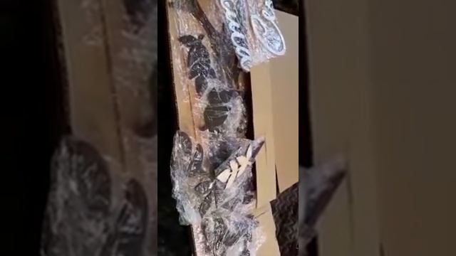 Семейное дерево смотреть онлайн