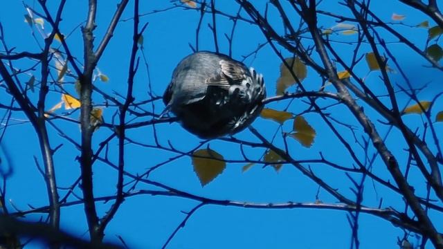 МАНИ РЯБЧИКА,КАК СМОЖЕШЬ... смотреть онлайн