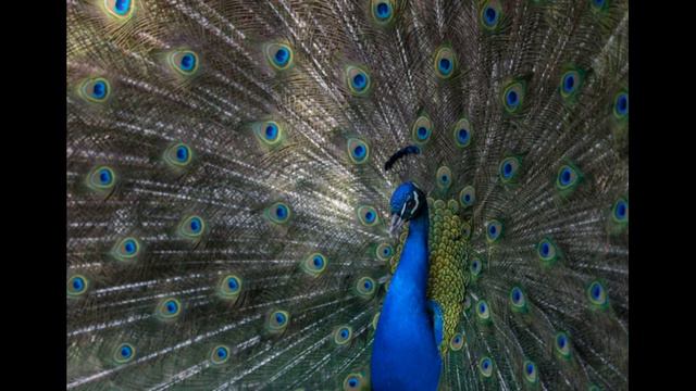 22 сентября / Зачем павлину такой хвост? смотреть онлайн