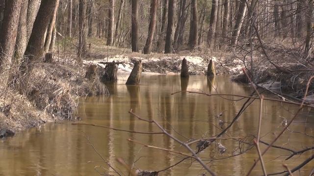Саровка весной Саров смотреть онлайн
