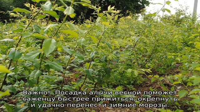 Саженцы алычи смотреть онлайн