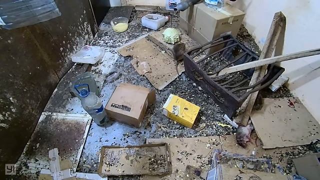 #70. Охота на КРЫС с комплексом “HWRAT-HUNTER“. Rat vs Rat смотреть онлайн