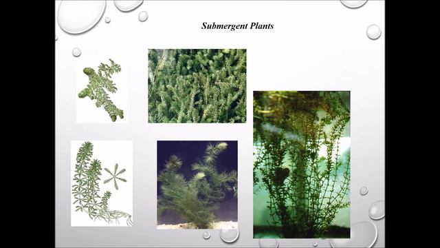 WETLANDS (IDP CAPSTONE UITM SEPT 2015 ) смотреть онлайн