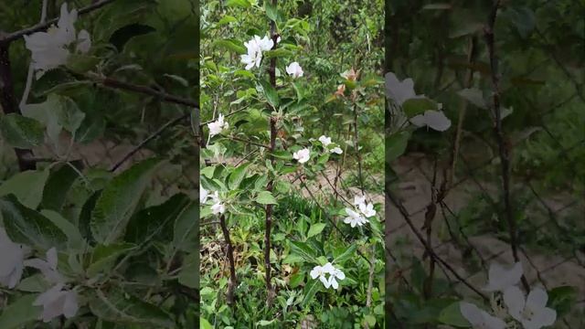 СОРТ ЯБЛОНИ СЯБРИНА , СВИТАНГО. смотреть онлайн