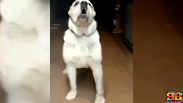 Great Pyrenees vs Central Asian Shepherd | Alabai vs Great Pyrenees | Powerful Dog? | Billa Boyka | смотреть онлайн