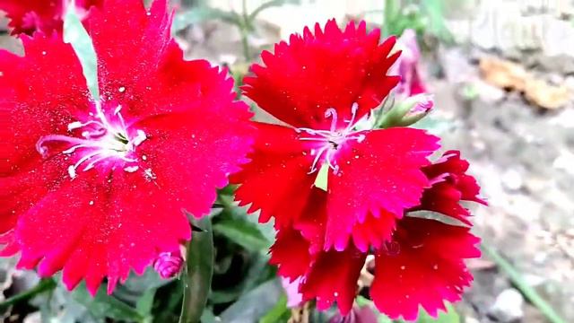 पूरे साल चलने वाले Winter Flowers | Dianthus Save in Summer season |  Vaani Plant's |