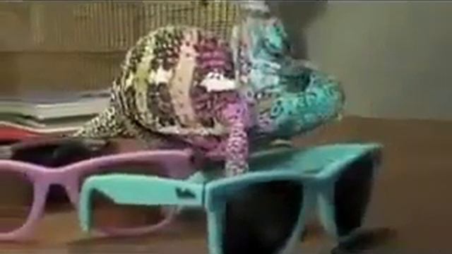 Хамалеон как изменяеть свой цвет к чему косаеться смотреть онлайн