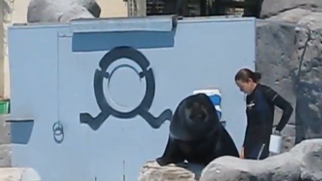 Selwo Marina 5 смотреть онлайн