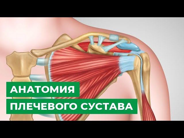 Анатомия плечевого сустава