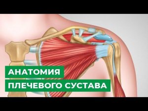 Анатомия плечевого сустава