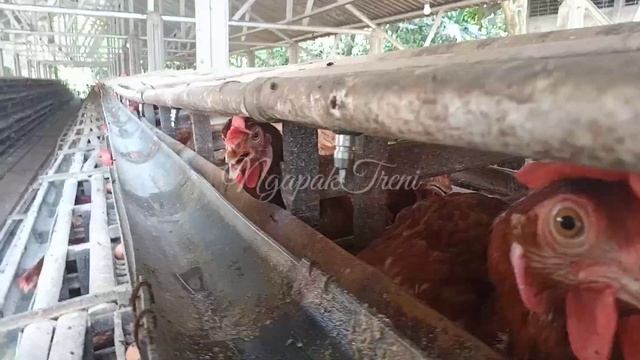 MENGENAL ISA BROWN AYAM PETELUR UNGGULAN INDONESIA смотреть онлайн