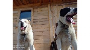 Среднеазиатская овчарка. О породе от начинающего))