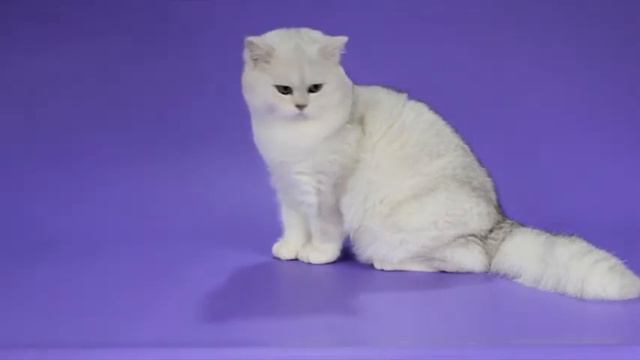 Котенок британский из питомника Happy bears смотреть онлайн