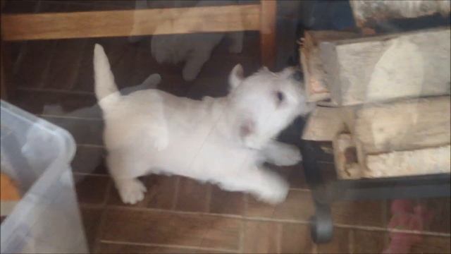 щенки вест хайленд уайт терьера: litter C, born 11.02.2016 (west highland white terrier) смотреть онлайн