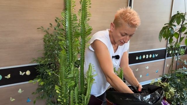 Озеленение детской. Пересадки растений. Шеффлеры, пахиры, фикусы, сингониум, алоказии. Сентябрь 202 смотреть онлайн