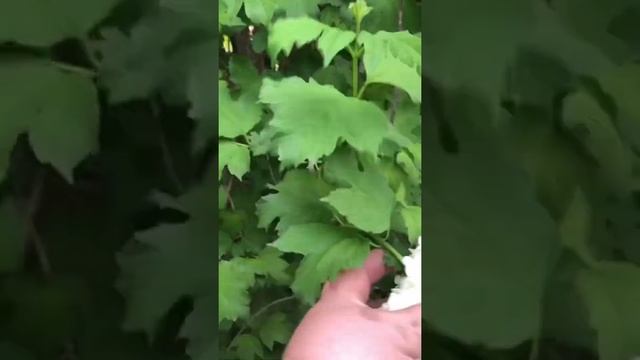 Бульденеж. Снежный шар. Цветы Весны. смотреть онлайн