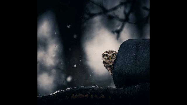 Духи леса - поразительные фото диких животных / TimonFix смотреть онлайн