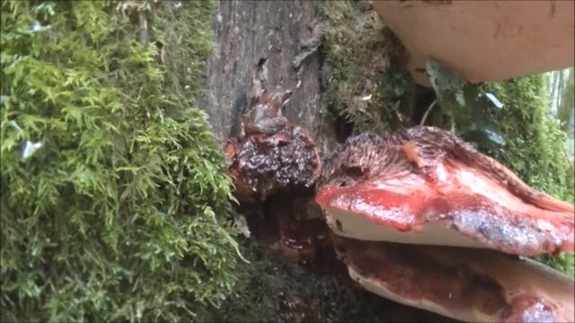 Permaforêt _ Une grenouille s'hydrate sur un champignon. смотреть онлайн