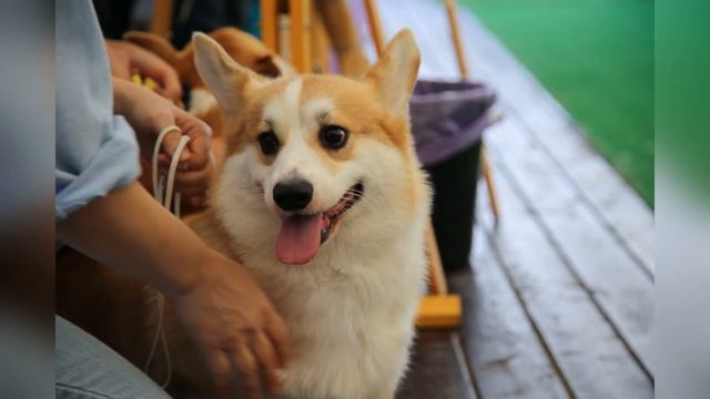 В Абрау-Дюрсо впервые прошла Всероссийская выставка собак смотреть онлайн