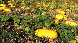 Овощи для детей, часть 2. ? Учим названия разных овощей и узнаем, как они растут ?