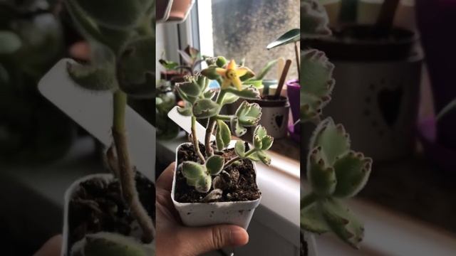 Cotyledon Tomentosa in Yellow-orange blooming at Autumn смотреть онлайн