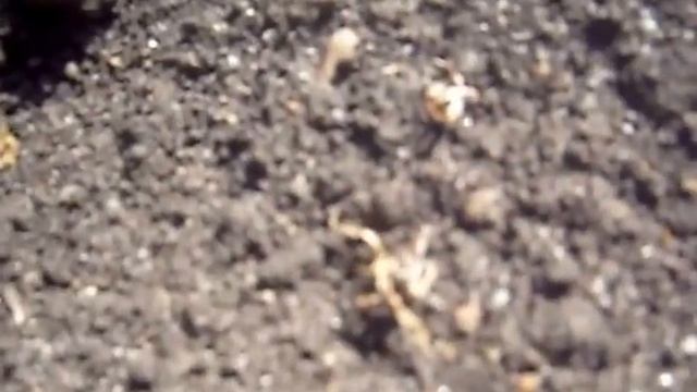 Действие гербицида Лазурит,СП по всходам картофеля смотреть онлайн