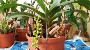 Орхидея Ринхостилис.Особенности которые необходимо знать.