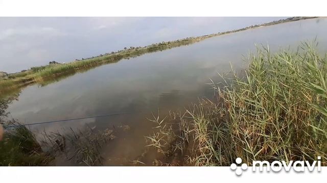 моя кастинговая сеть снова не подвела( окунь, щука,  голавль, сазанчик)