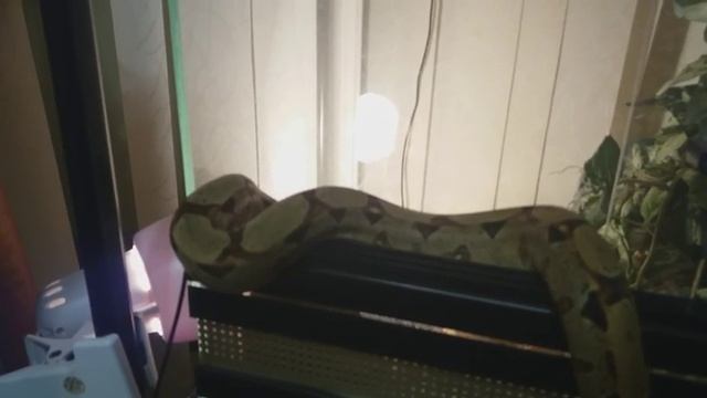 О содержании boa constrictor imperator смотреть онлайн