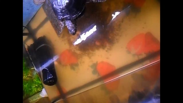 Черепаха прыгает с вышки! смотреть онлайн