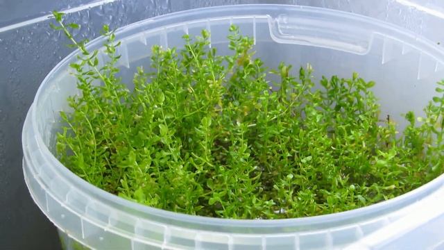 Теплички с почвопокровными. Аквариум начинающего. Мы в гостях у эхинодорусов. Заключение) смотреть онлайн