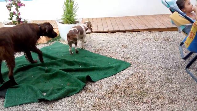 Ирландский сеттер Соня и Английский кокер спаниель Линда  искупались ))🐕🐶