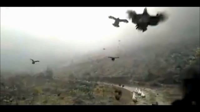 Курицы УМЕЮТ ЛЕТАТЬ! смотреть онлайн