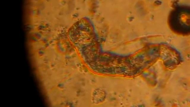 przywra Gyrodactylus смотреть онлайн