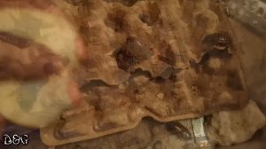 Аргентинские тараканы Blaptica Dubia. Факты о содержании.