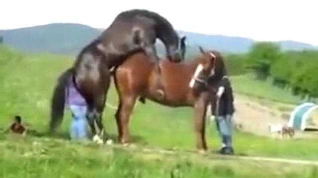 Ебли Лошадей Ебли Лошадей