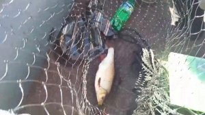 Река Лая Архангельская область. Блесны Pontoon21. (Из архива 2018 год)