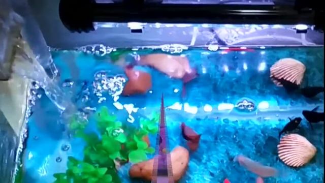 GreenSun LED Lighting Aquarium Beleuchtung смотреть онлайн