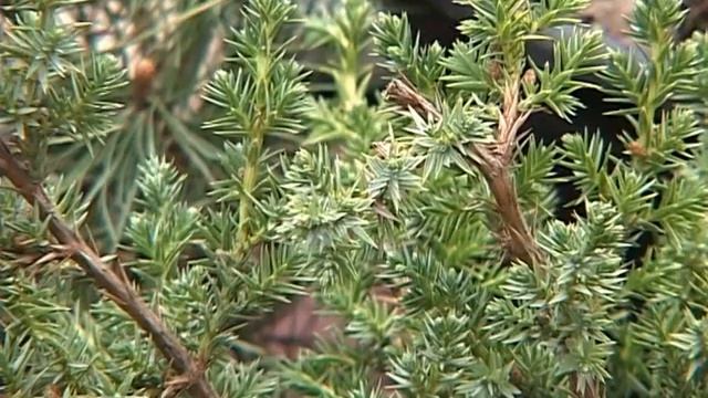 Валерий Панов: О хвойниках в мае. Обработка сливы и вишни от вредителей смотреть онлайн