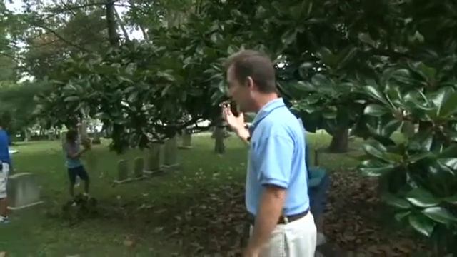 Southern Magnolia.mov смотреть онлайн