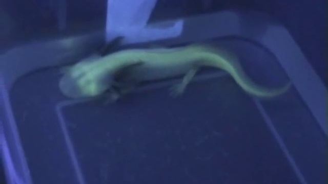 Axolotl GFP