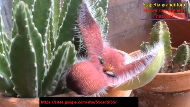 Stapelia Grandiflora 2017