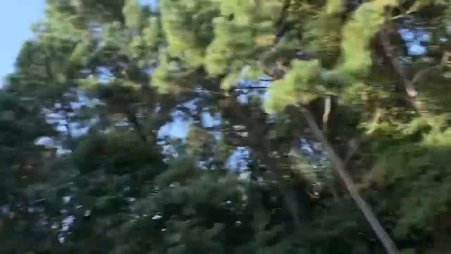 Easy Way To Plant Mustard And Turnip Greens