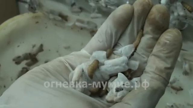 Личинки Восковой моли Огнёвки смотреть онлайн