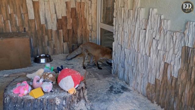 Забавные животные – лиса пытается сделать подкоп в Ленинградском зоопарке смотреть онлайн